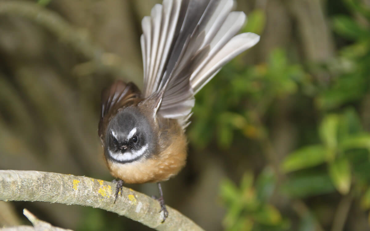 Fantail 1 By A Sparrow Shared By Piwaka Lodge And Backpackers Accommodation Picton